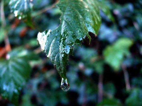Xao Xuyến [đl] Daughters_of_light_dripping_leaf_rain_water